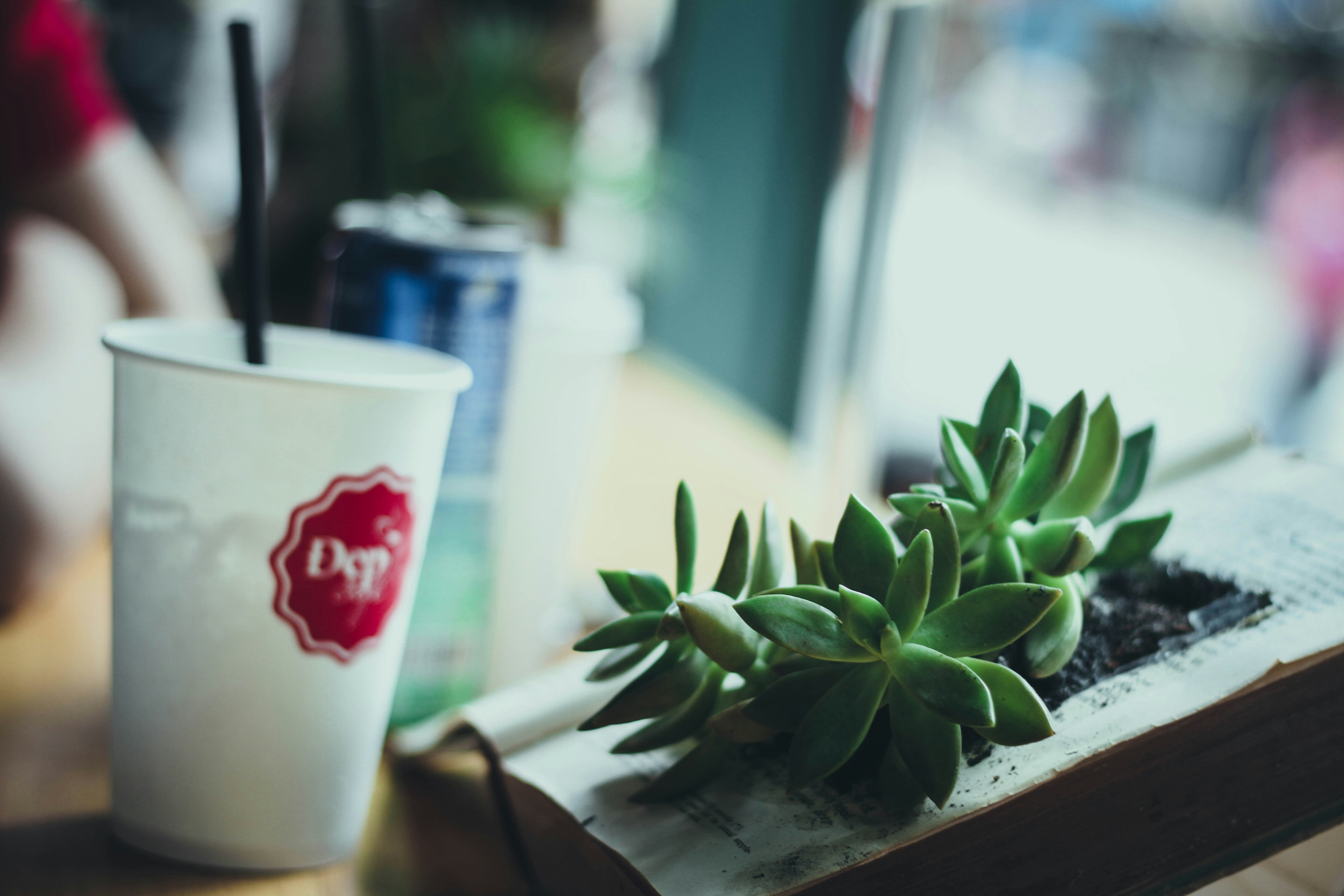 tilt shift photography of white cup near green indoor plant